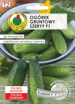 Ogórek 'Szeryf' F1 na taśmie – plenna odmiana średnio wczesna do konserwowania