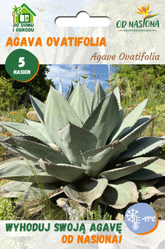 Agawa (Agave Ovatifolia) 5 szt nasion 