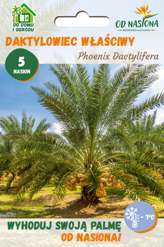 Daktylowiec właściwy (Phoenix Dactylifera) nasiona 5 szt 