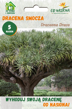 Dracena Smocza  (Dracaena Draco)  5 szt nasion