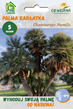 Palma Karłatka (Chamaerops Humilis) 5 szt nasion 