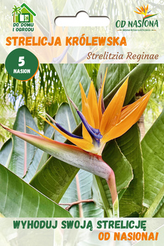 Strelicja królewska (Strelitzia Reginae) 5 nasion