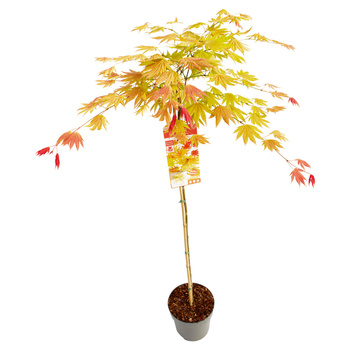 Klon palmowy Acer shirasawanum Moonrise