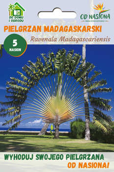 Pielgrzan Madagaskarski „Drzewo Podróżników” (Ravenala Madagascariensis) 5 nasion 